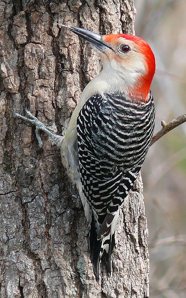 Red-bellied_Woodpecker-27527.jpg