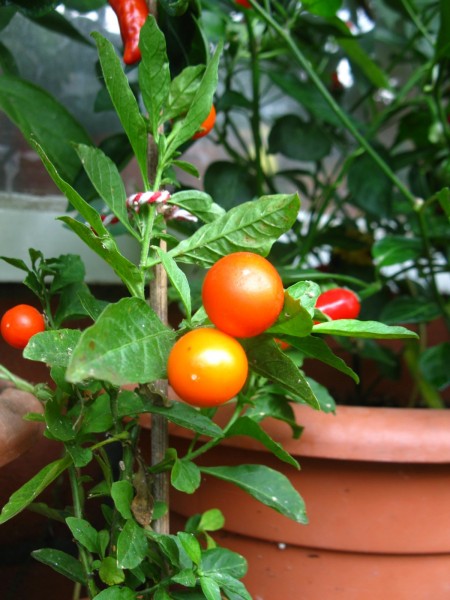 2019 - Solanum pseudocapsicum - 03.jpg