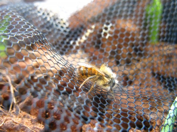 20240323 - mason bees - 03.jpg