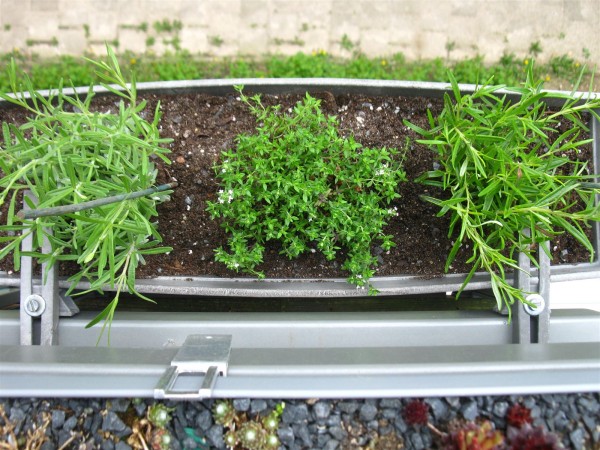 20240415 - herb planter - 02.jpg